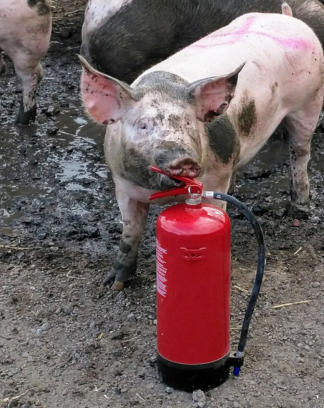 Pig Fire Extinguisher